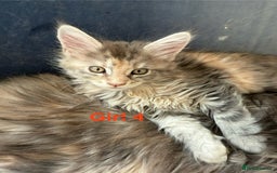 Maine Coon cats for sale: Beautiful Mainecoon Kittens x5 - Image 9