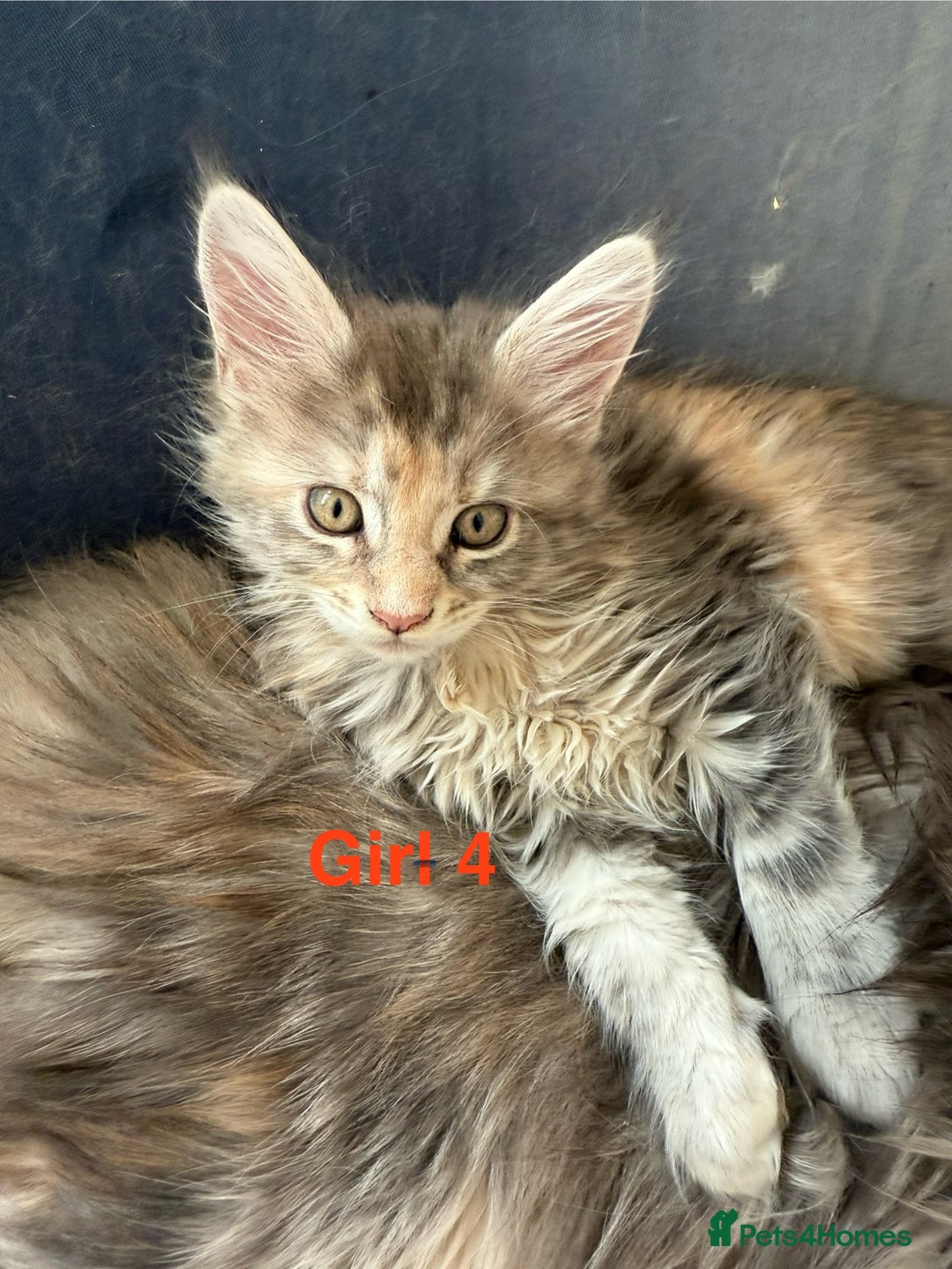 Maine Coon cats for sale: Beautiful Mainecoon Kittens x5 - Image 9