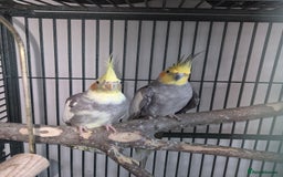 Cockatiels birds for sale: Cockatiels available - Image 5
