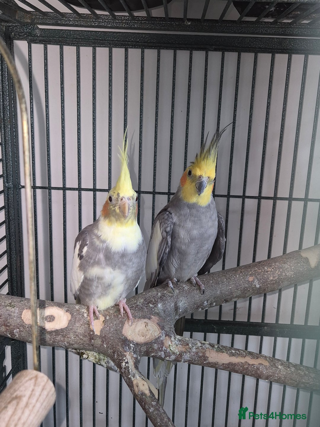 Cockatiels birds for sale: Cockatiels available - Image 5