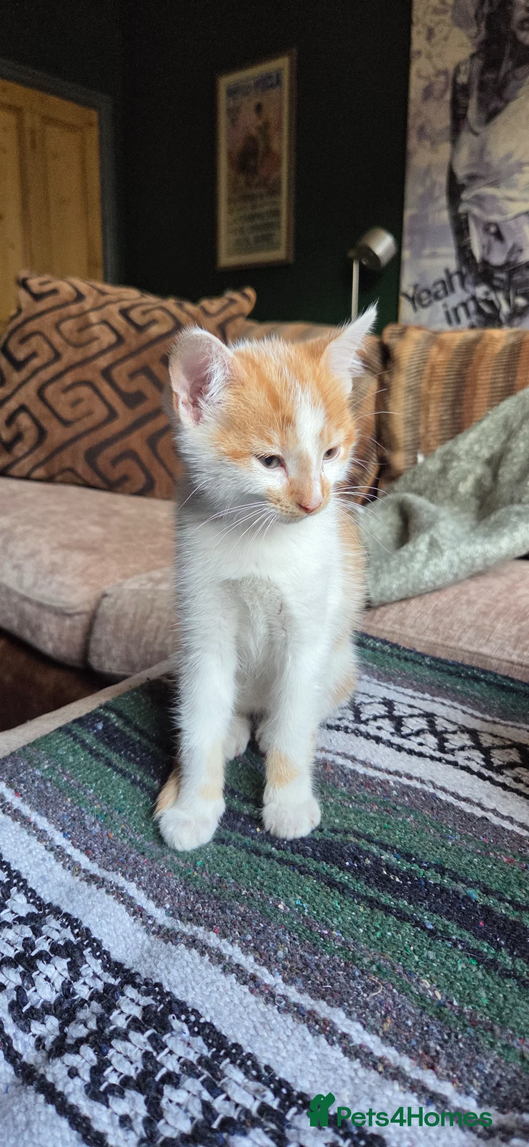 Mixed Breed cats for sale: Kittens for sale  in Leeds - Advert 9