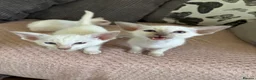 Siamese cats for sale: GCCF registered Siamese kittens - Advert 14