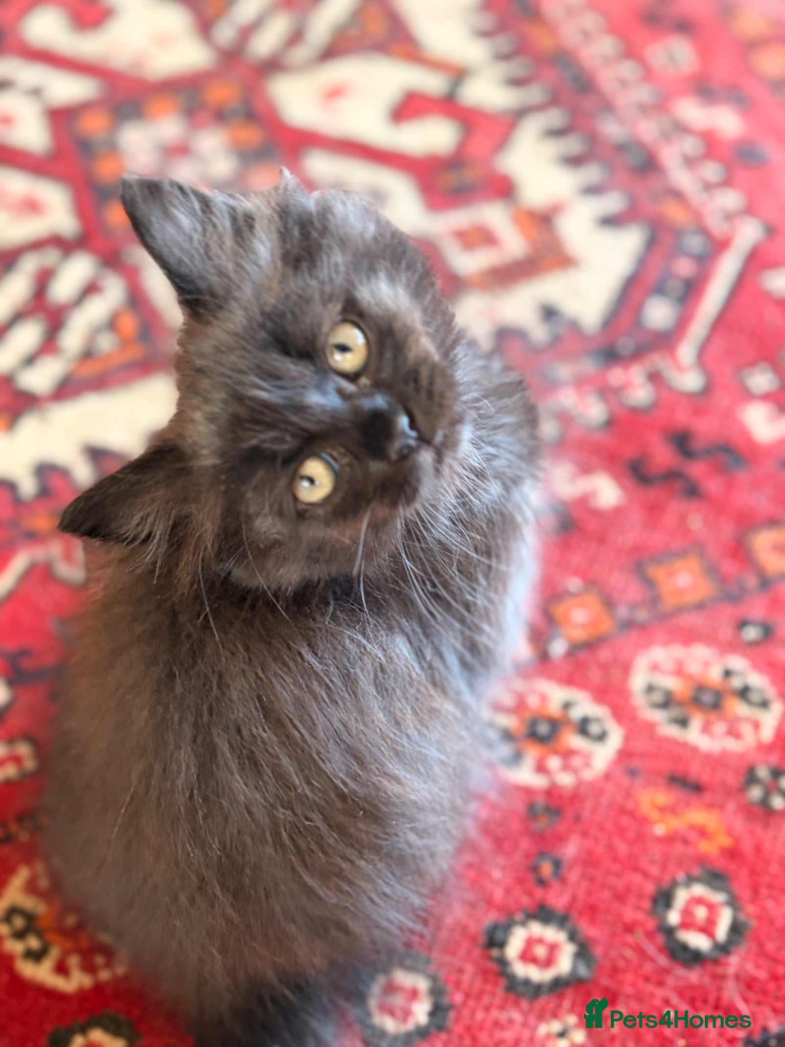 British Longhair cats Gorgeous British Long Hair X Ragdoll kittens  - Advert 2