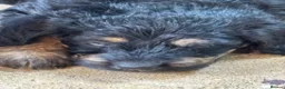 Labradoodle dogs for sale: Toy Doodles - Advert 5