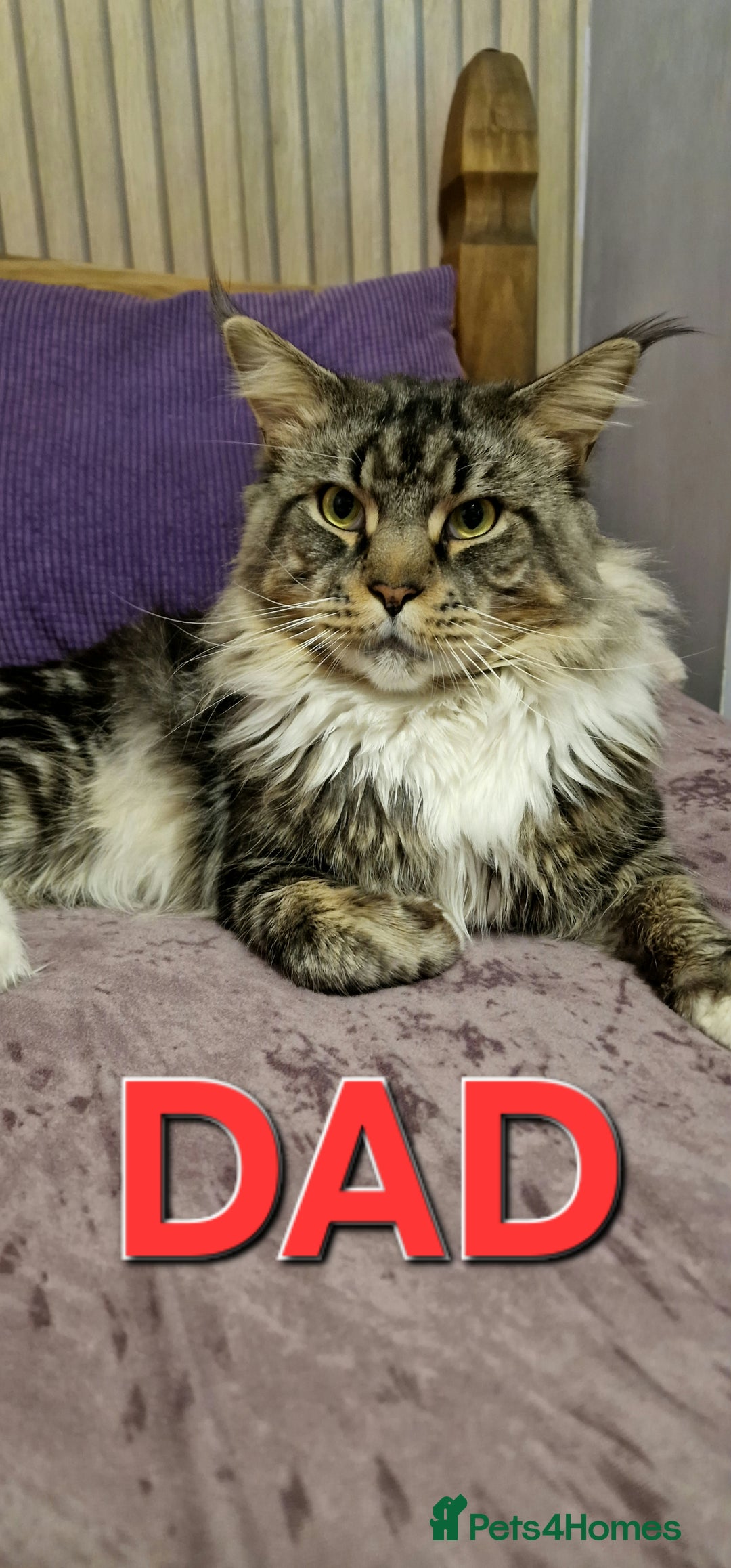 Maine Coon cats for sale: Maine Coon Kittens Looking for Loving Homes - Advert 14