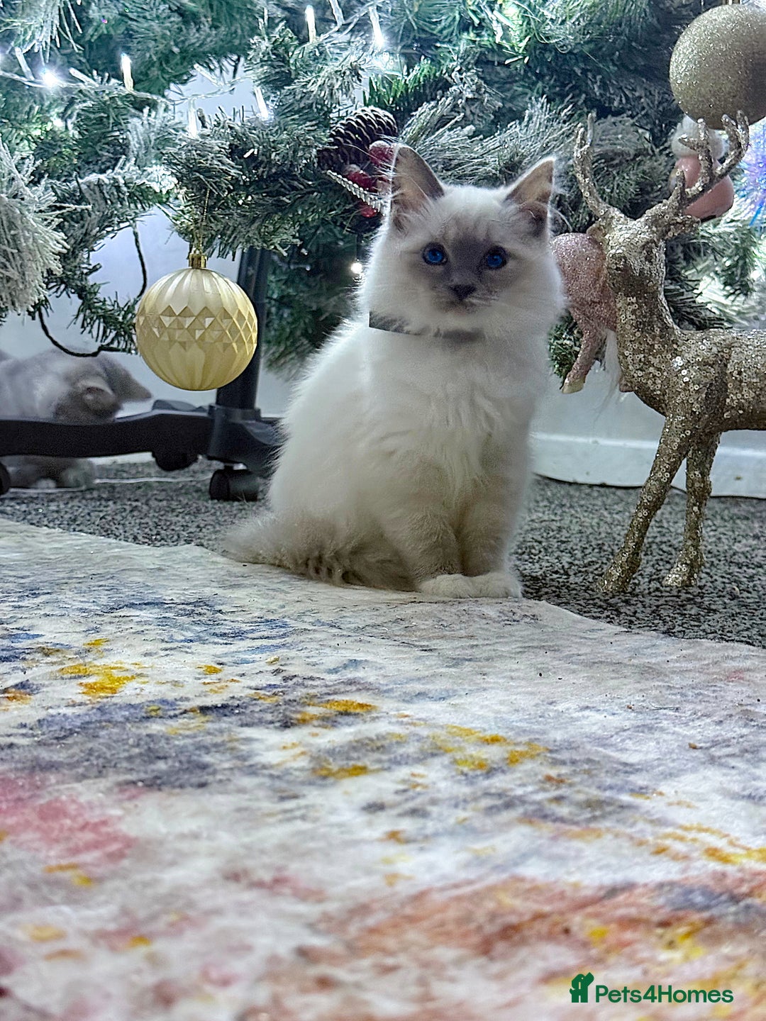 Ragdoll cats for sale: Stunning Ragdoll kittens READY TO COLLECT TODAY - Advert 3