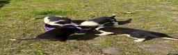 Border Collie dogs for sale: Border collie pups  in Haltwhistle - Advert 9