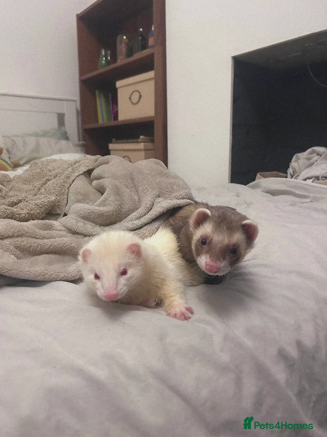 Ferret rodents for sale: Two Ferrets For Sale With Whole Set Up - Advert 4