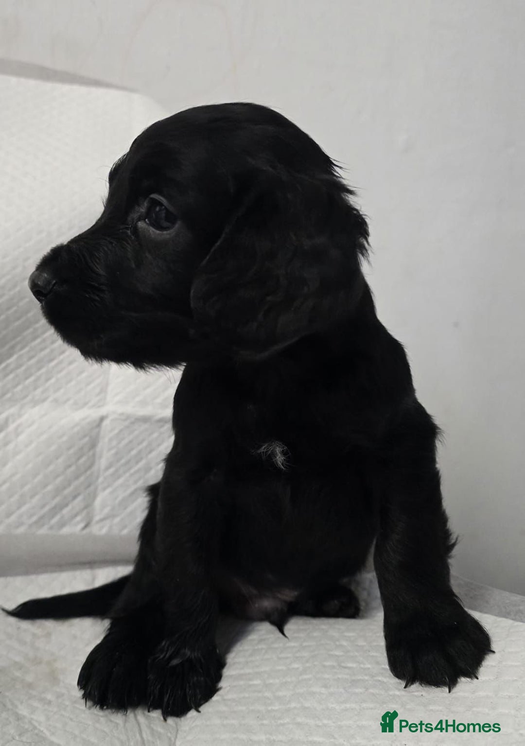 Cocker Spaniel dogs for sale: KC Registered Cocker Spaniel Puppies - Advert 21