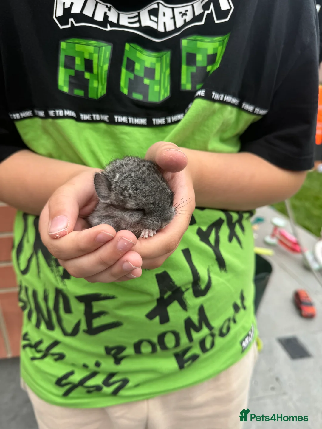 Chinchilla rodents for sale: Little Girl - Advert 3