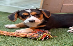 Welsh Corgi Cardigan dogs for sale: Welsh Cardigan Corgis Puppies - Image 8