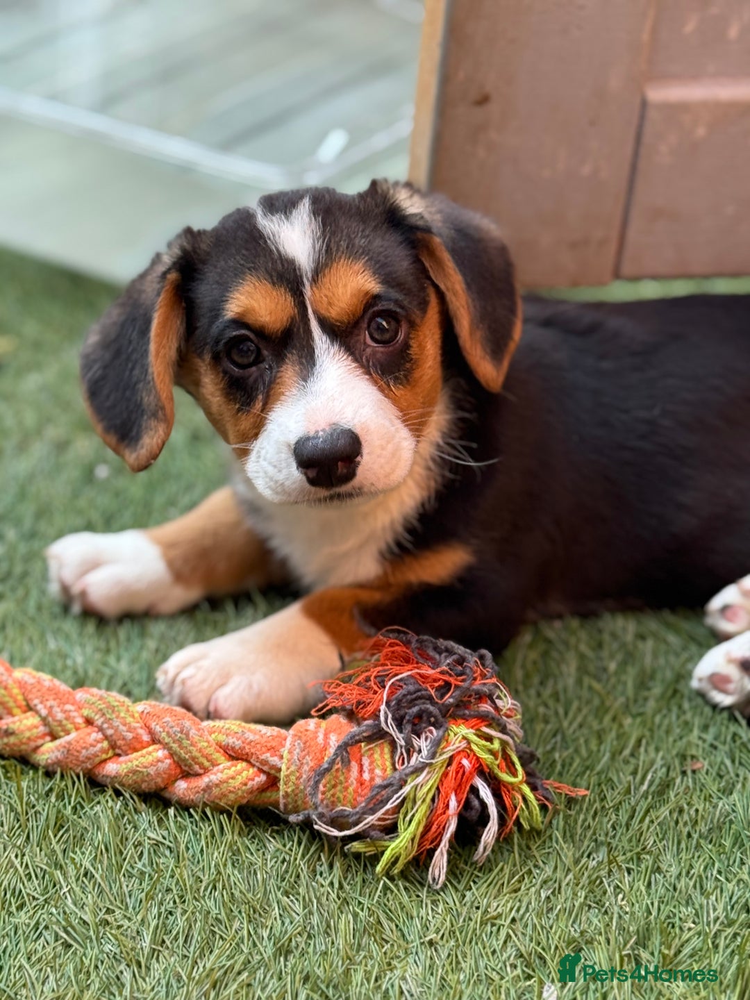 Welsh Corgi Cardigan dogs for sale: Welsh Cardigan Corgis Puppies - Image 8