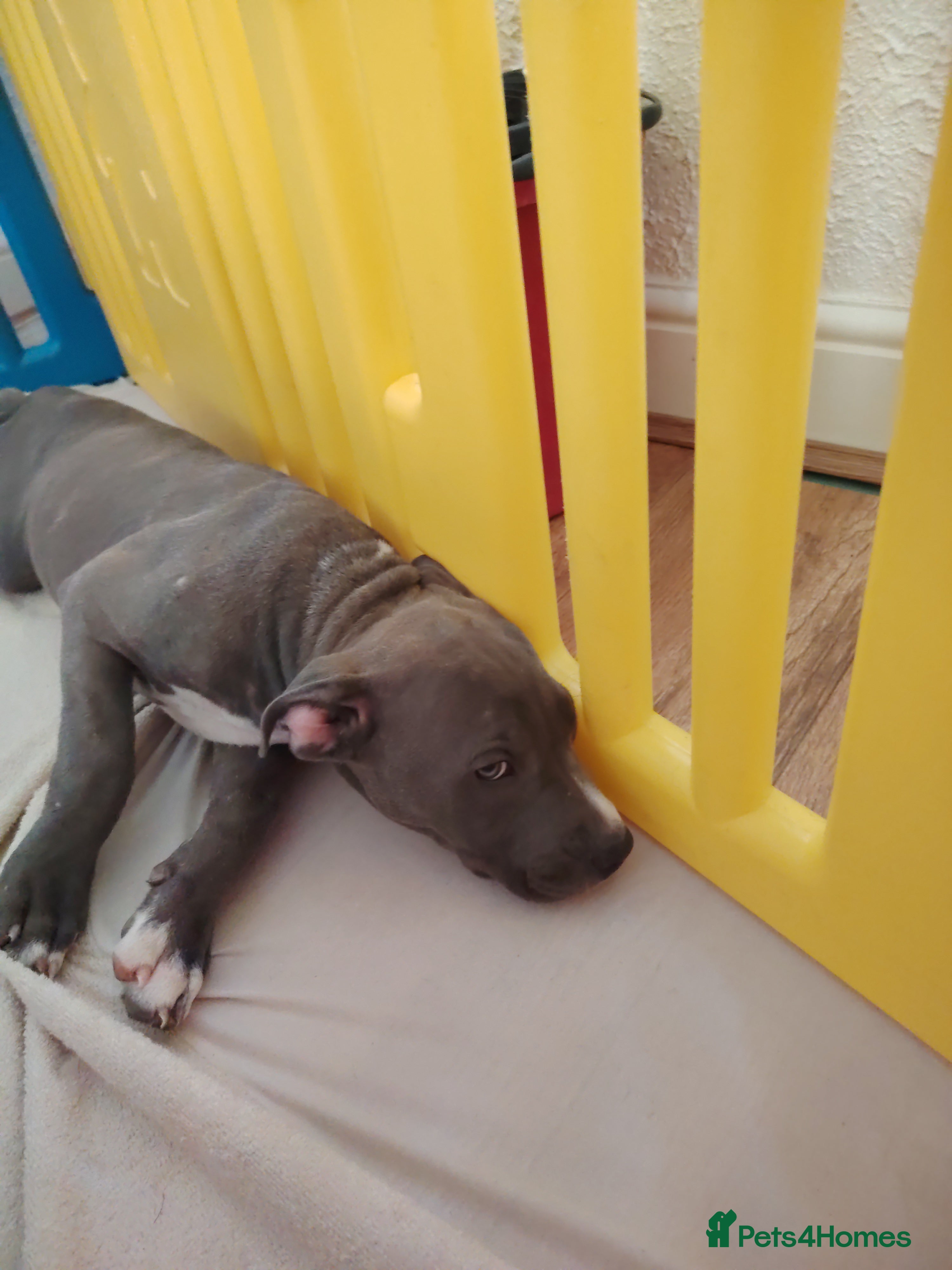 Staffordshire Bull Terrier dogs American Staffordshire terrier.ready to leave!!!  - Advert 2