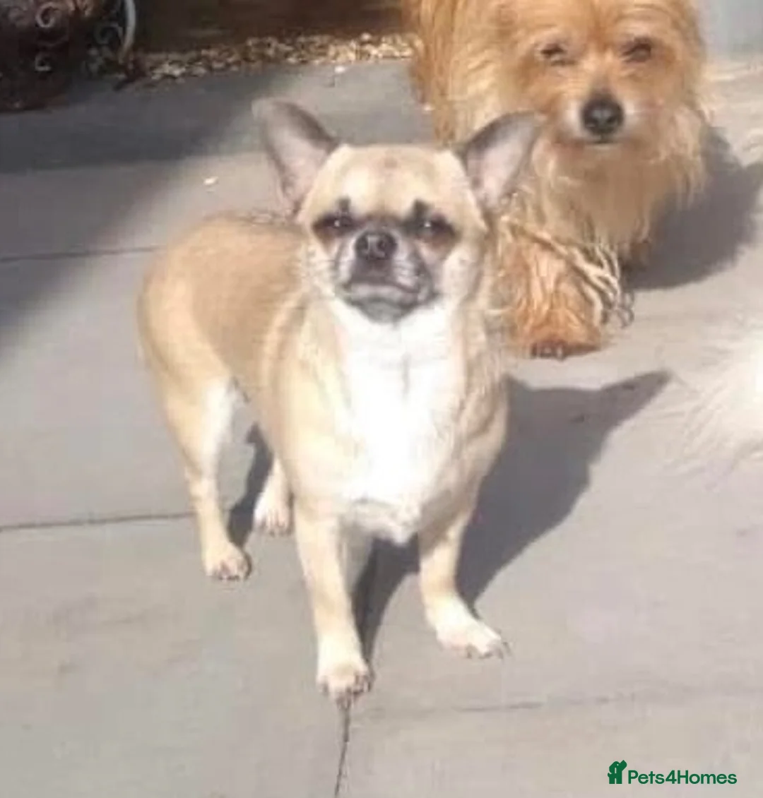 Chihuahua dogs for sale: Chihuahua for rehoming  in Newport - Advert 2