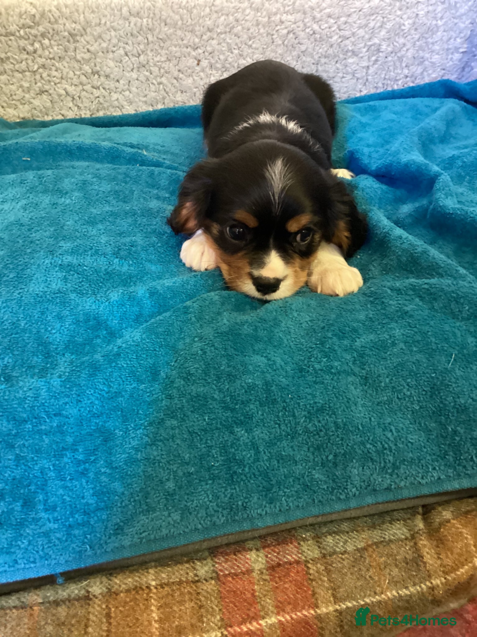 Cavalier King Charles Spaniel dogs Cavalier King Charles  - Advert 5