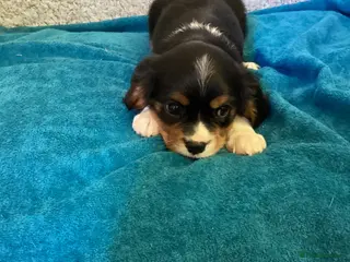 Cavalier King Charles Spaniel dogs Cavalier King Charles - Advert 5