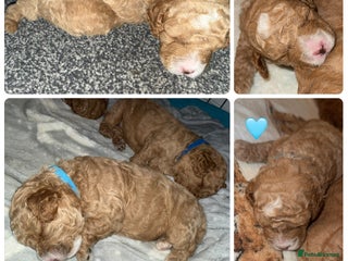 Cavapoo dogs Cavapoo puppy F1BB - Advert 16