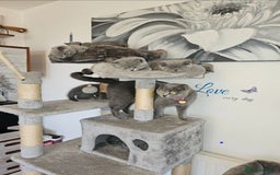 British Shorthair cats for sale: British Shorthair Blue kittens  - Image 4