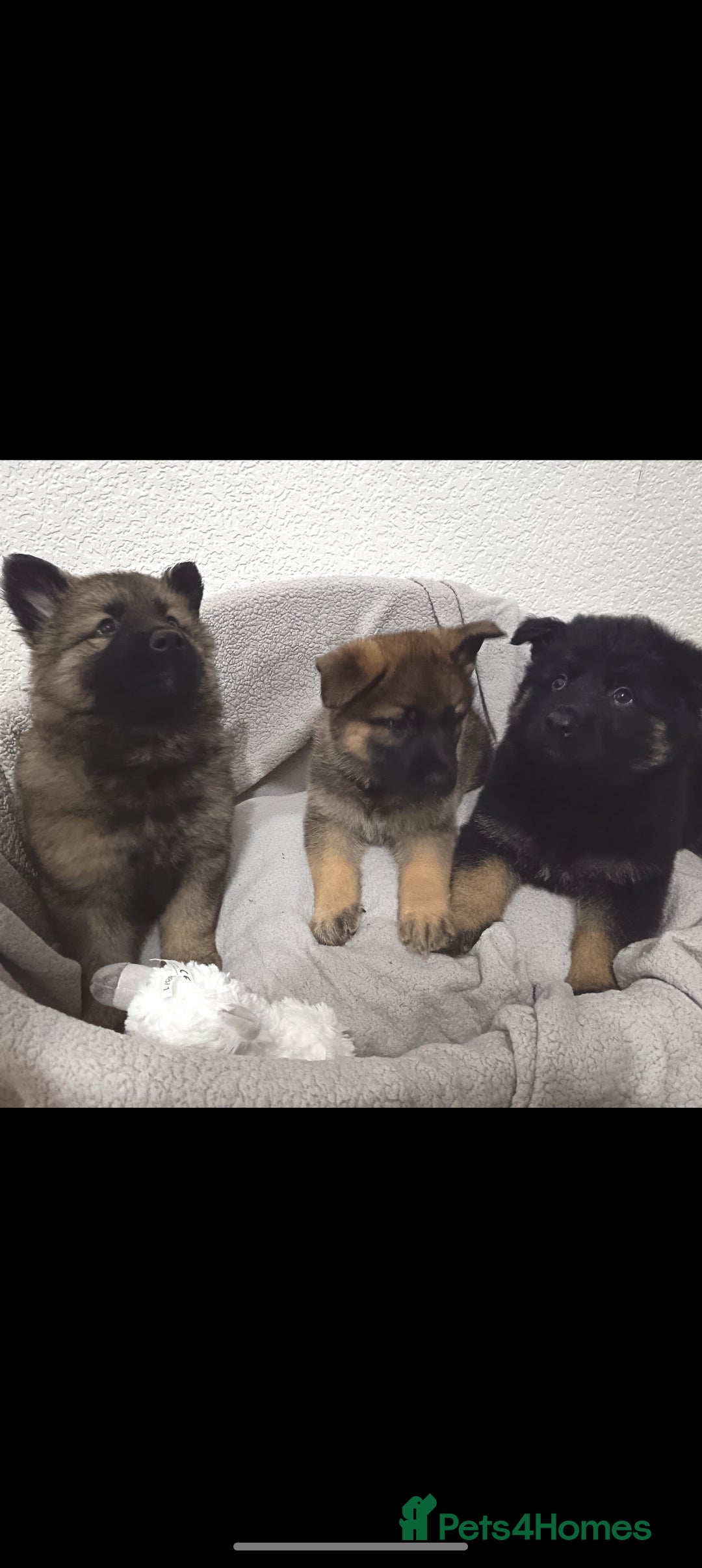 German Shepherd dogs for sale: BEAUTIFUL SABLE GERMAN SHEPHERD PUPS - Image 32
