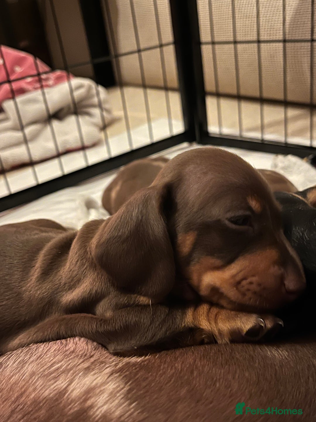 Miniature Dachshund dogs for sale: Kc registered Miniature female dachshund  - Image 5