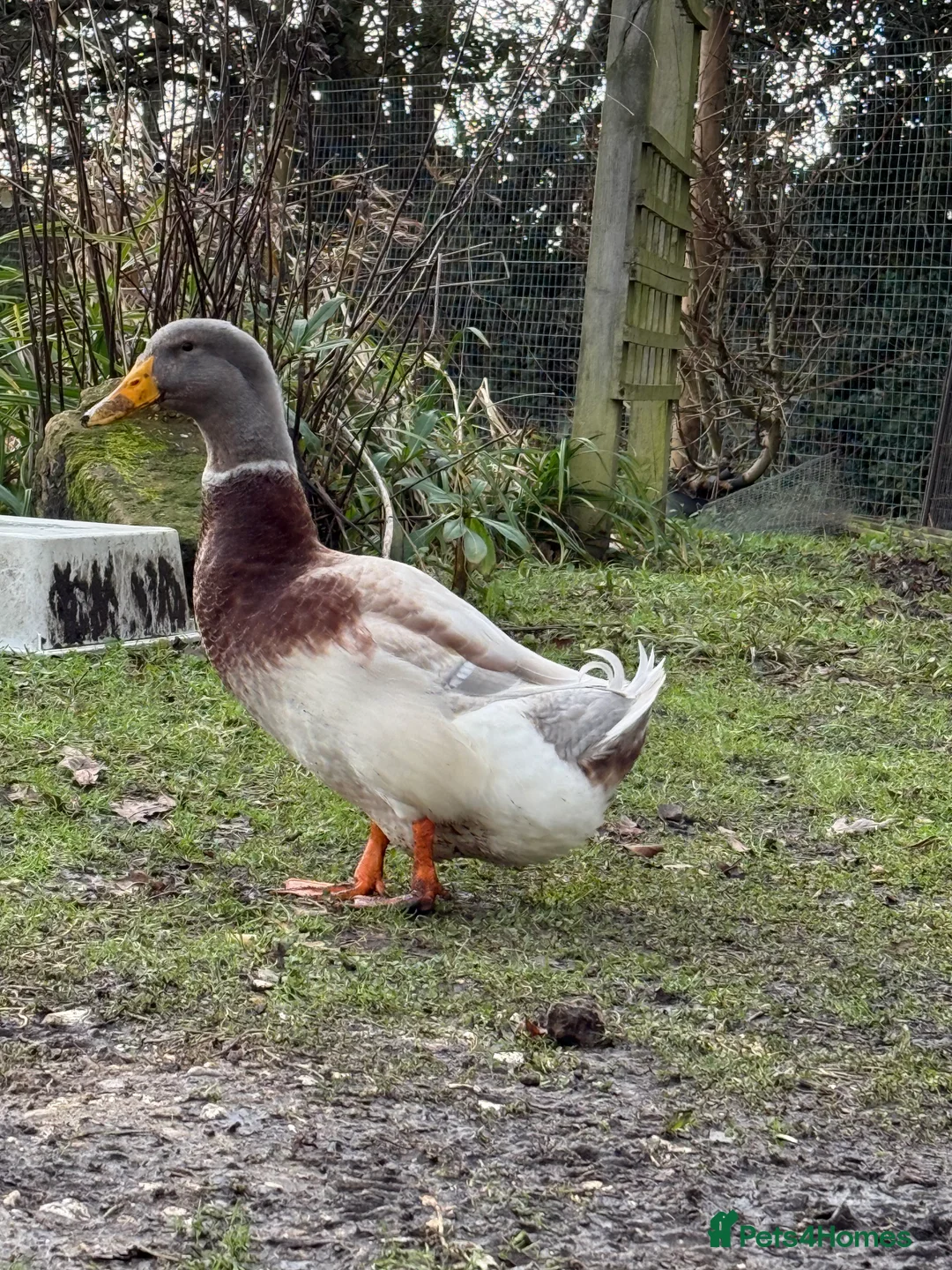 Ducks poultry for sale: Saxony ducks drakes  in Southampton - Advert 2