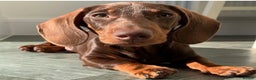 Miniature Dachshund dogs for stud: Proven Choc/Tan Brown Miniature Dachshund for Stud in Swindon - Advert 3