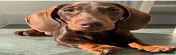 Miniature Dachshund dogs for stud: Proven Choc/Tan Brown Miniature Dachshund for Stud in Swindon - Advert 3