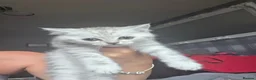 British Shorthair cats for sale: 2 male British short hair kittens  in Lisburn - Advert 3