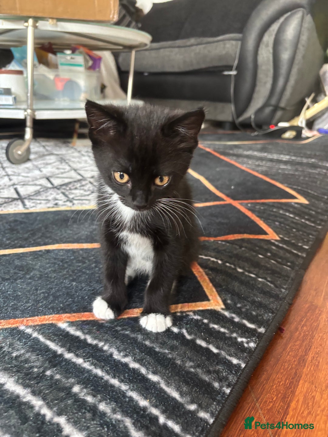 Mixed Breed cats for sale: Playful Black & White Tuxedo Kitten – Loving Home  - Advert 3