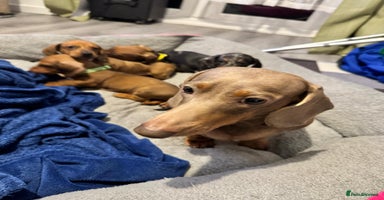 Dachshund dogs Dachshund female and male.Ready for adoption NOW. - Advert 5