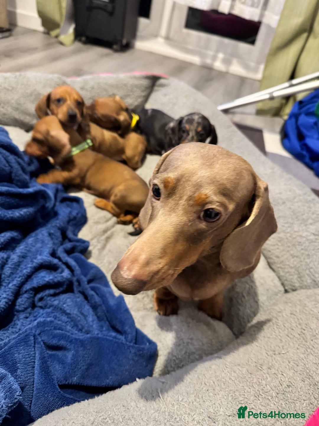 Dachshund dogs for sale: Dachshund female and male puppies  - Image 2