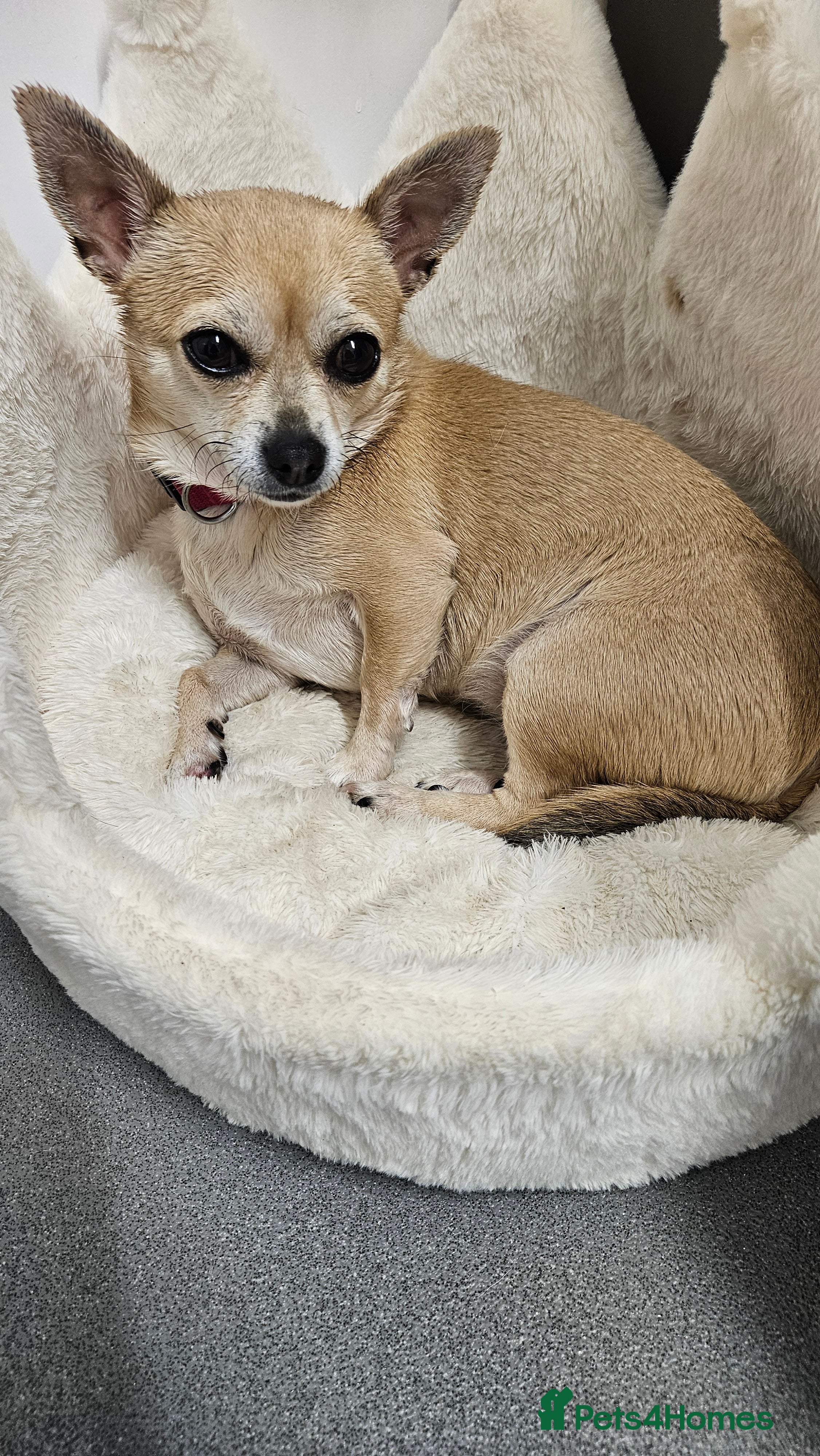 Chihuahua dogs Female chihuahua  - Advert 2