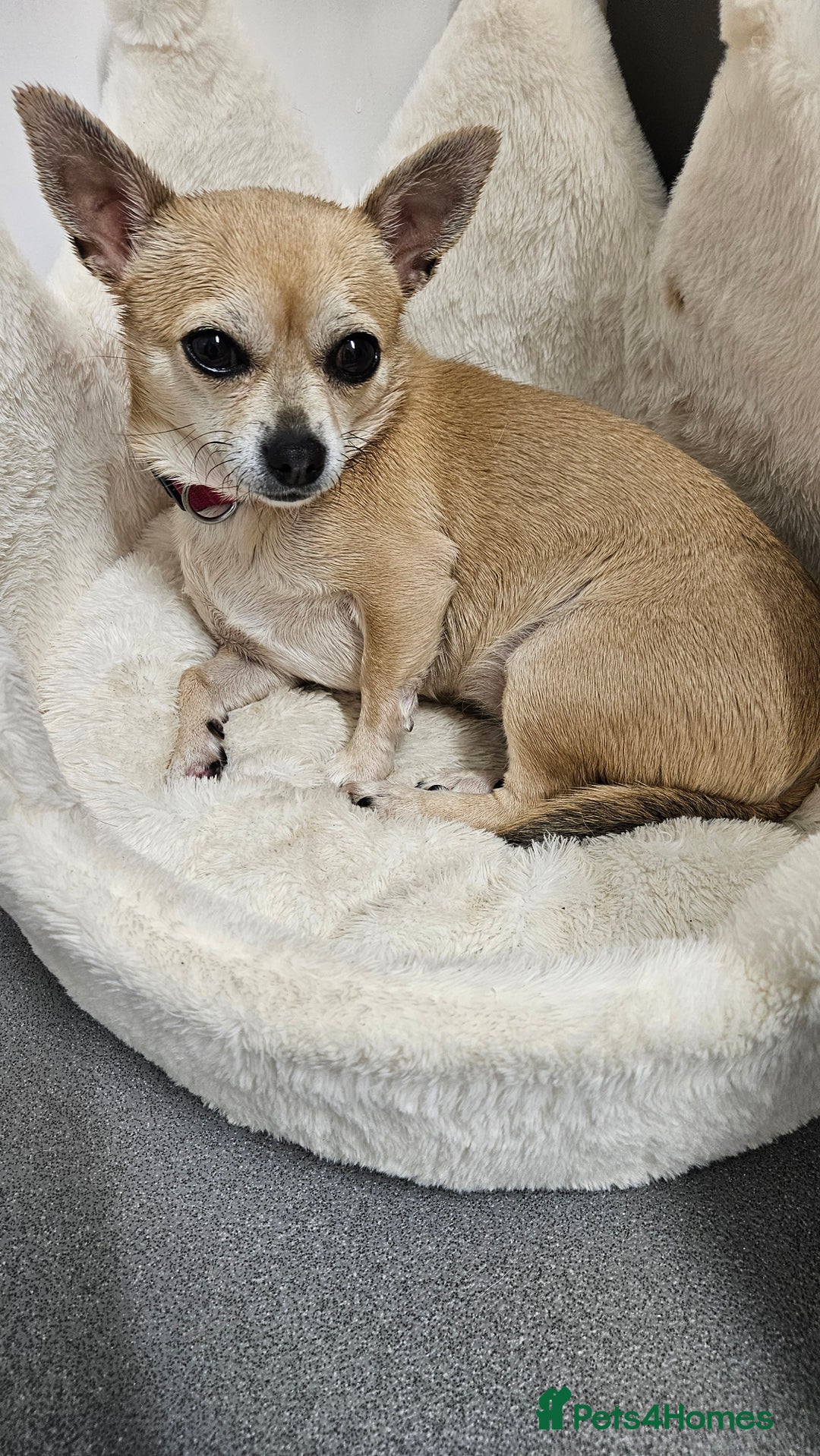 Chihuahua dogs for sale: Female chihuahua  - Advert 1