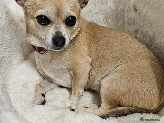 Chihuahua dogs Female chihuahua - Advert 18