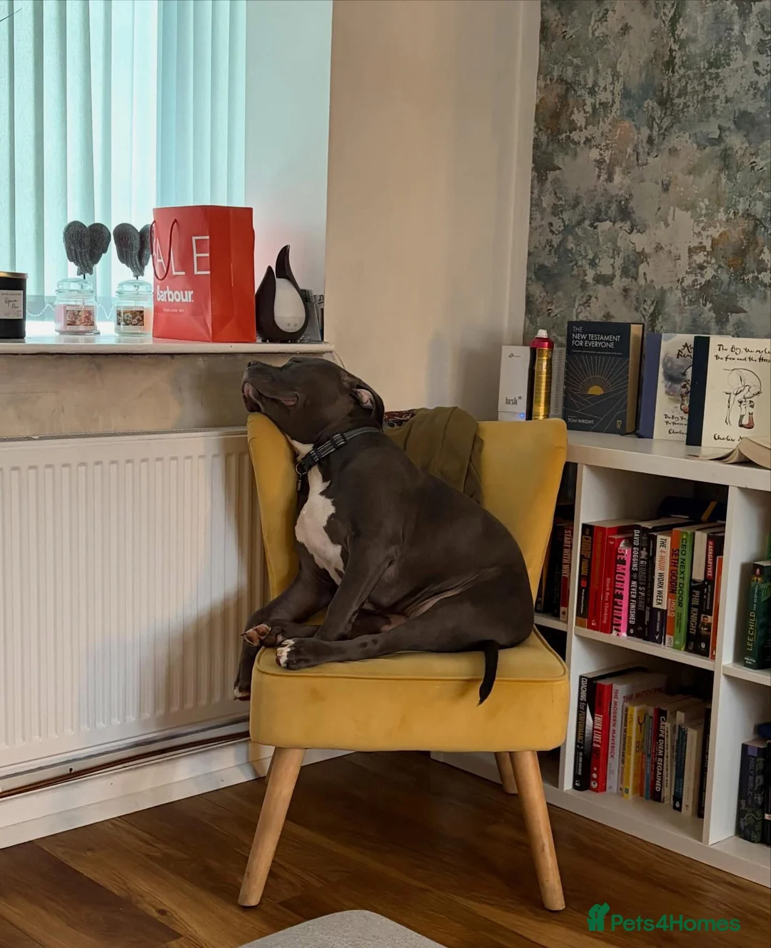 American Bulldog dogs for sale: This is Keith  - Advert 2