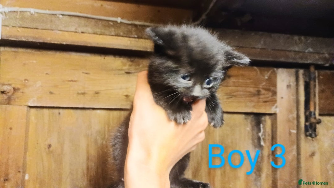 Mixed Breed cats for sale: FREE TO A GOOD HOME! adorable kittens for sale - Image 19