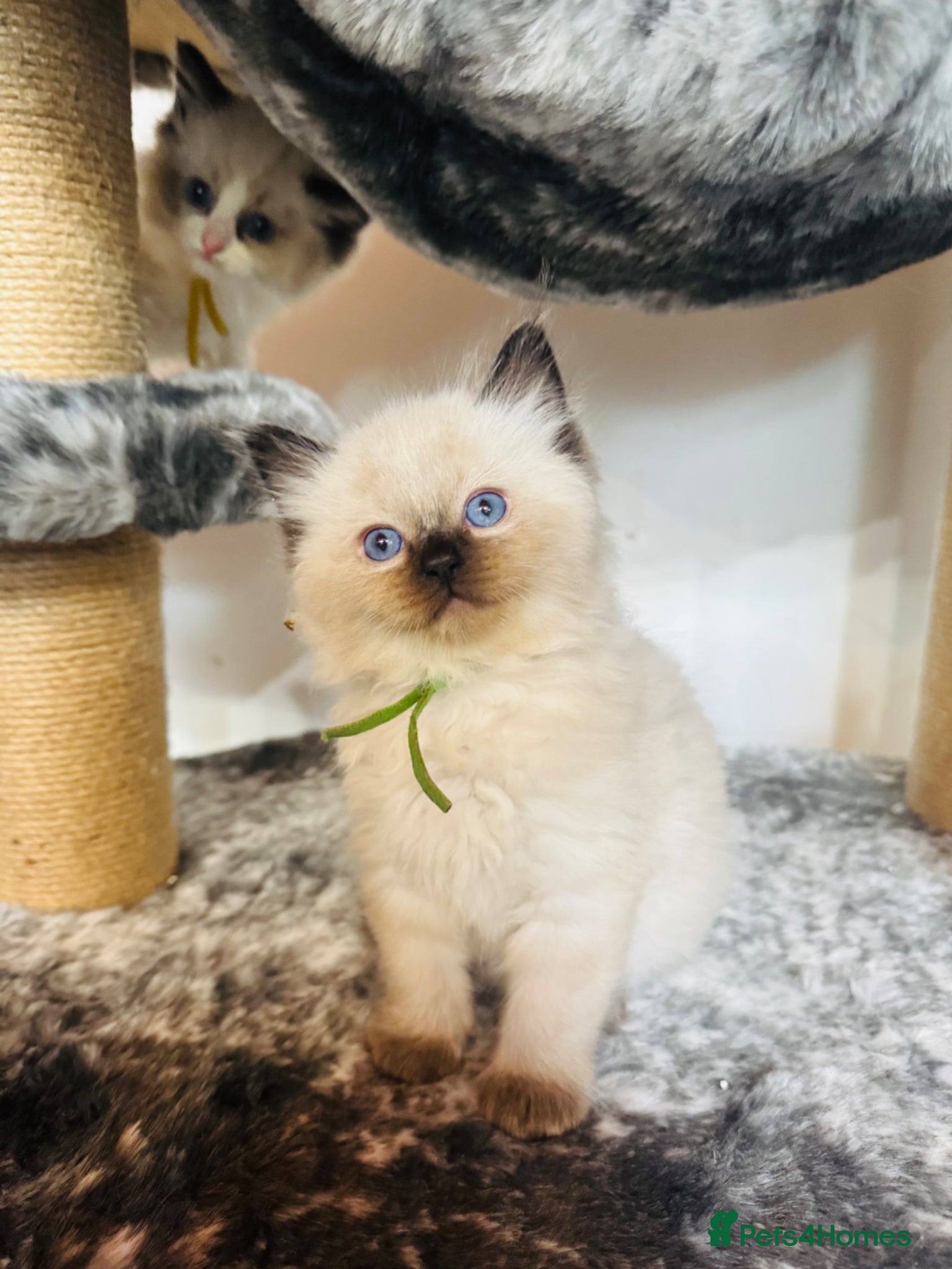 Ragdoll cats Beautiful ragdoll kittens  - Advert 5
