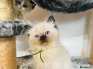 Ragdoll cats Beautiful ragdoll kittens - Advert 5