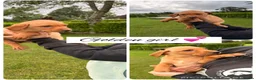 Labrador Retriever dogs for sale: Stunning Labrador pups for sale  - Advert 6