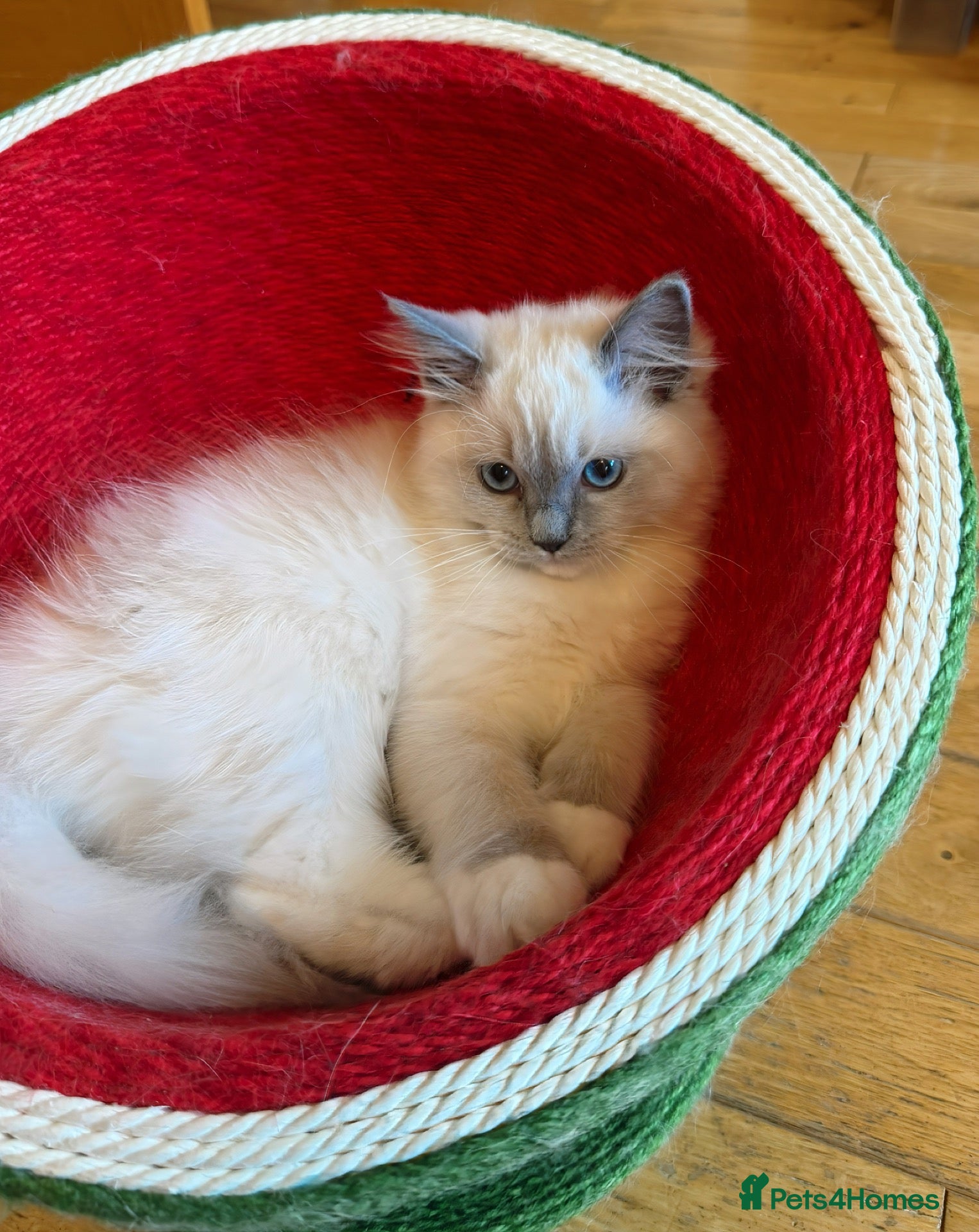 Ragdoll cats TICA REGISTERED PURE RAGDOLL KITTENS DNA tested  - Advert 2