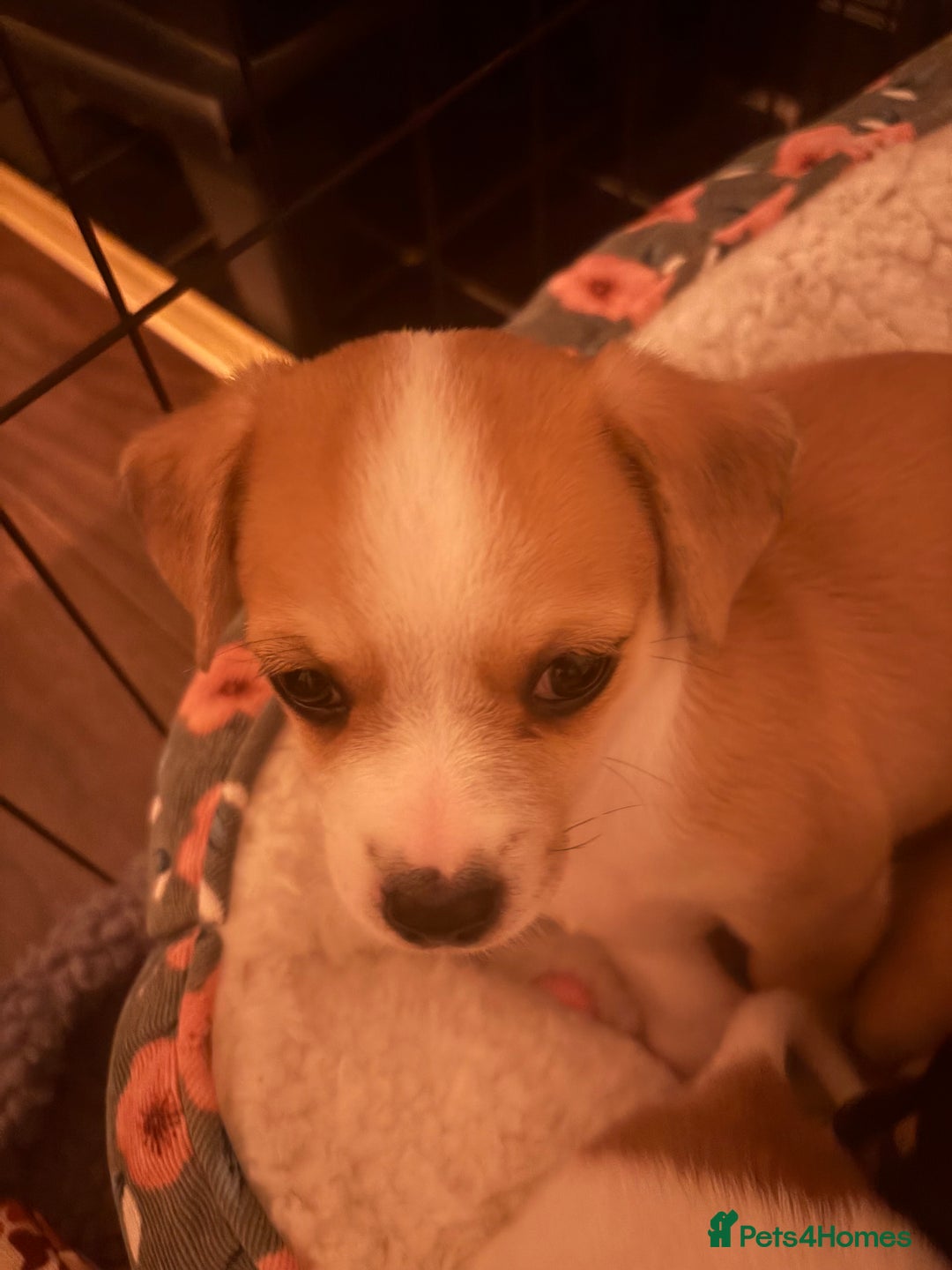 Chiweenie dogs for sale: Chweenie - Advert 2