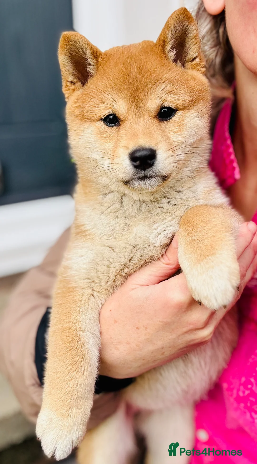 Japanese Shiba Inu dogs for sale: 10 weeks old KC Black/Tan Boy 💖 - Advert 32