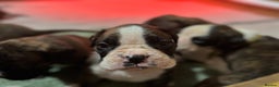 Boxer dogs for sale: Boxer Puppies UPDATED PHOTOS  - Advert 9