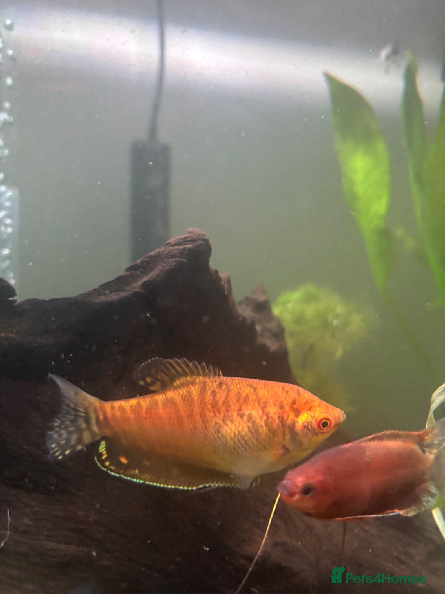 Gouramis fish Golden Gouramis - Advert 7