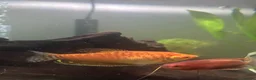 Gouramis fish for sale: Golden Gouramis in Southport - Advert 1