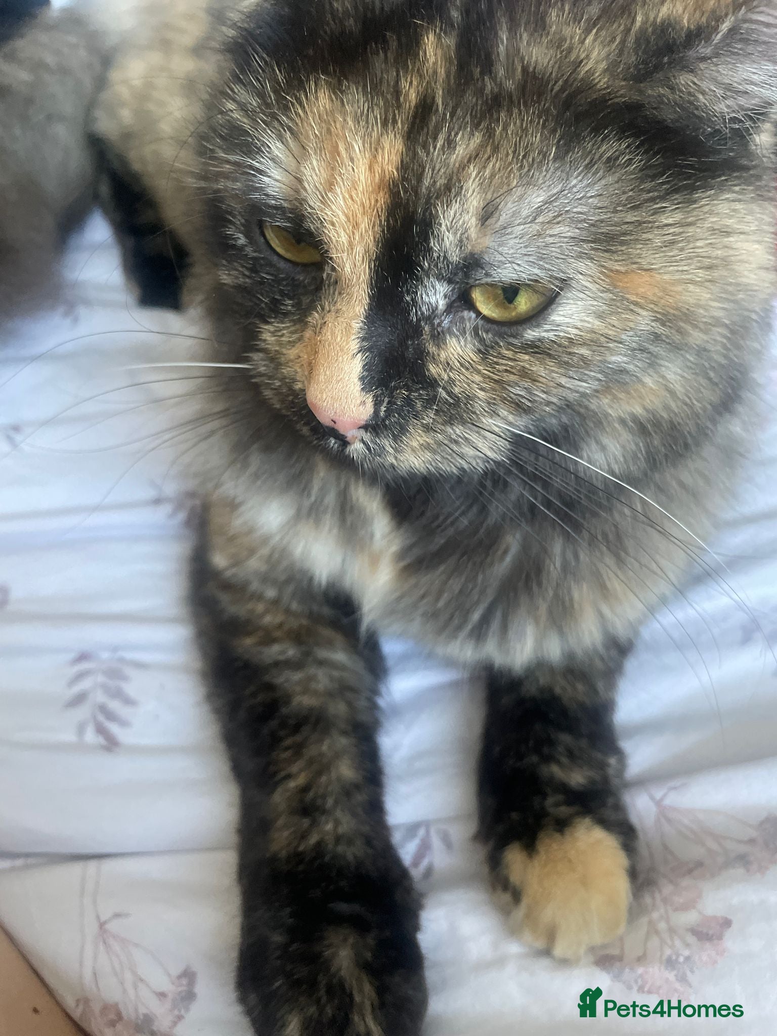 Mixed Breed cats Adults 1+ - Advert 7