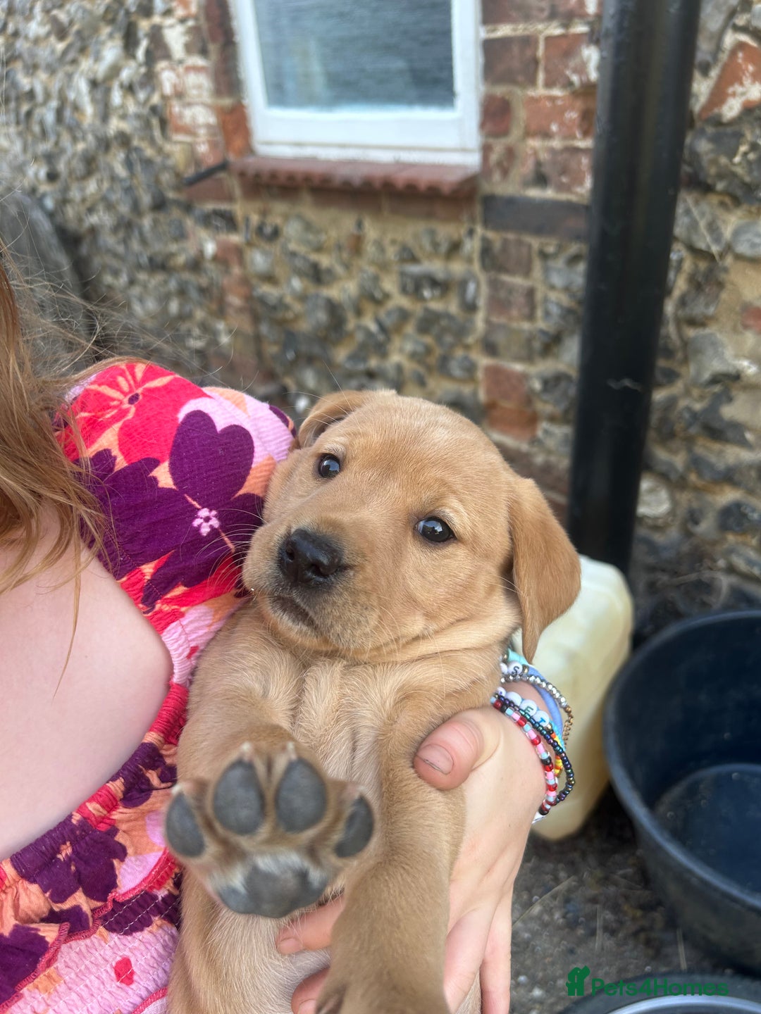 Labrador Retriever dogs for sale: Yellow and fox red Labrador pups - Image 9