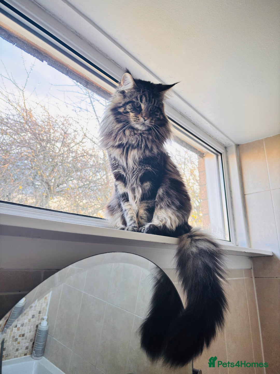 Maine Coon cats for stud: Tabby Mainecoon For Stud - Advert 3