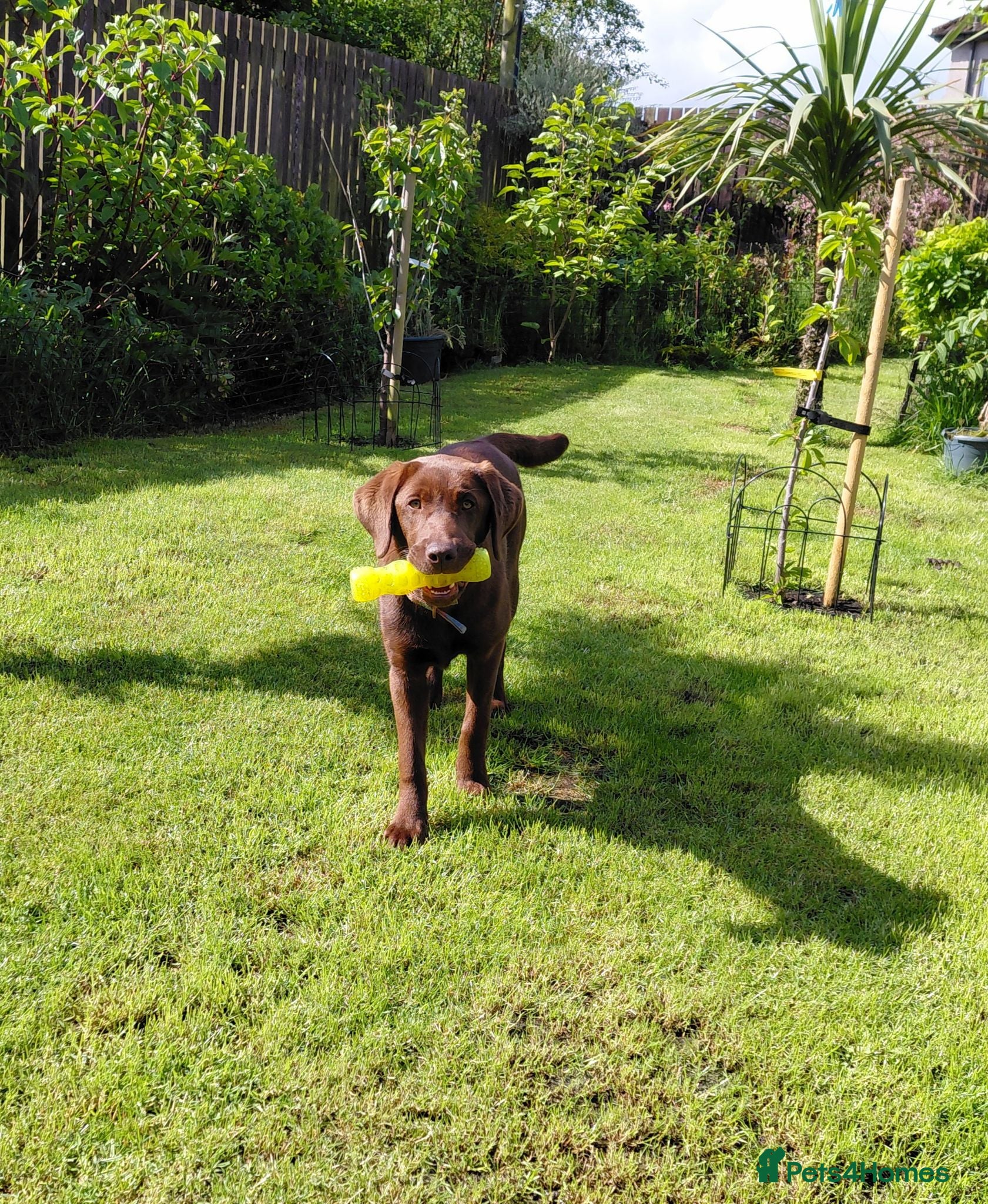 Labrador Retriever dogs KC Chocolate Labrador from Health Test Parents - Advert 5