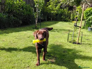 Labrador Retriever dogs KC Chocolate Labrador from Health Test Parents - Advert 4
